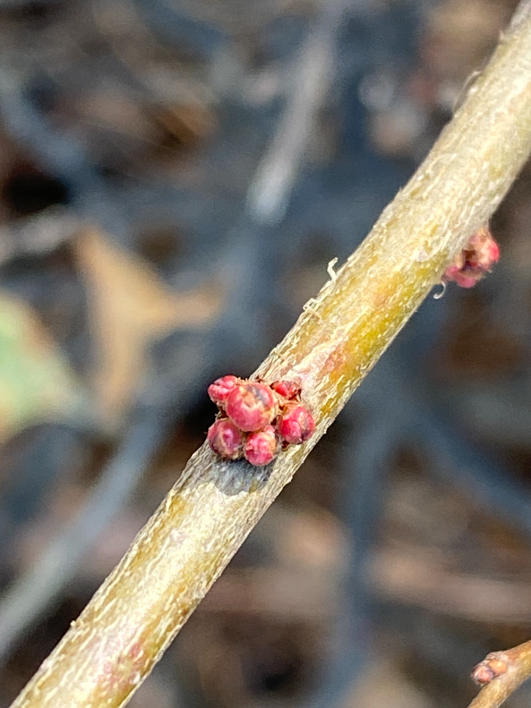 명자꽃 겨울눈1