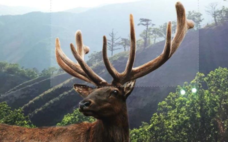 녹용과 원용과의 차이점