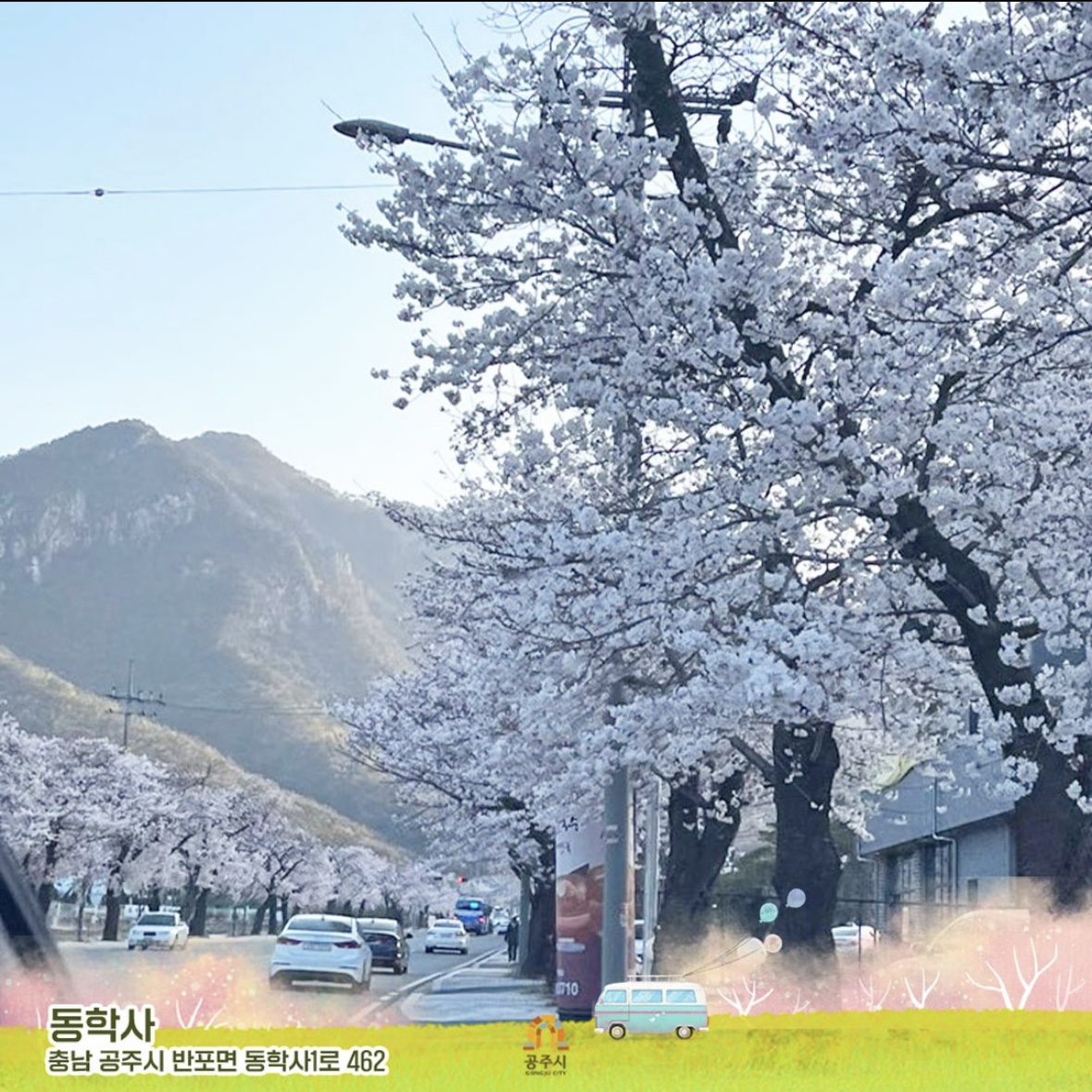 동학사 벚꽃 축제 일정