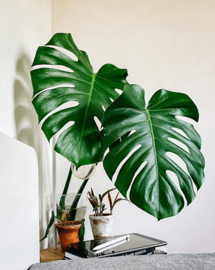 몬스테라 식물 키우기 관리 방법