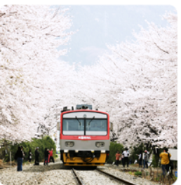 진해 군항제 벚꽃 개화 