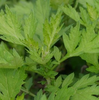 쑥 효능 부작용 칼로리 요리