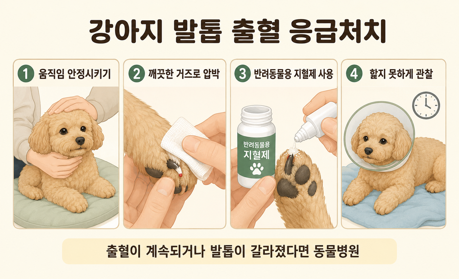 강아지 발톱 혈관을 잘라 피가 났을 때 거즈 압박과 지혈제 사용 순서