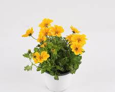 비덴스 이미지 사진