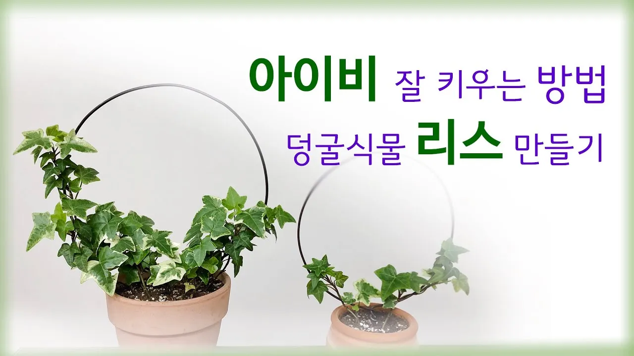 아이비 물주기 수경재배 삽목번식 빛관리 초보도 금방 성공_5