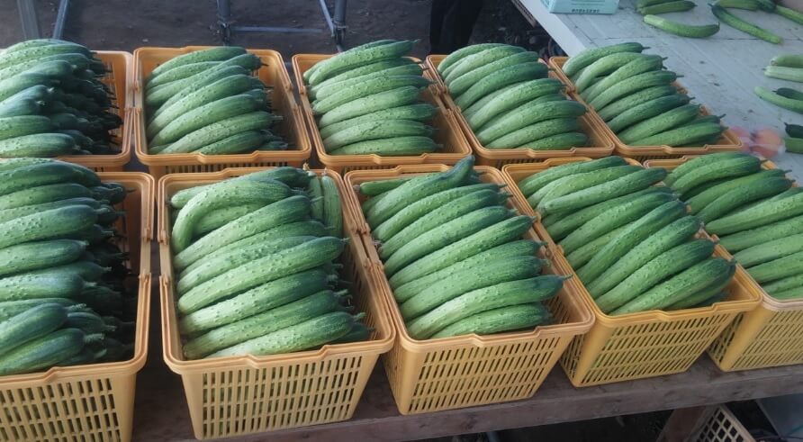 생방송투데이 이 주의 장바구니 진천 오이 구매방법, 보관법, 세척법, 활용법 진천햇살농원