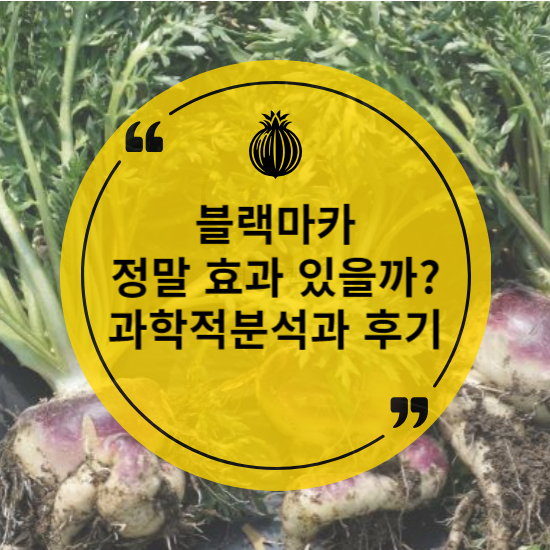 블랙마카, 정말 효과 있을까 과학적 분석과 후기 정리
