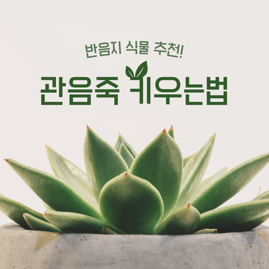 관음죽 키우는법