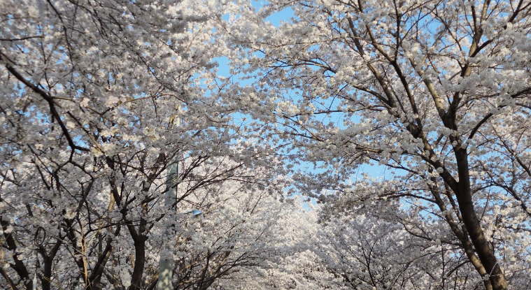 대청호 벚꽃축제3
