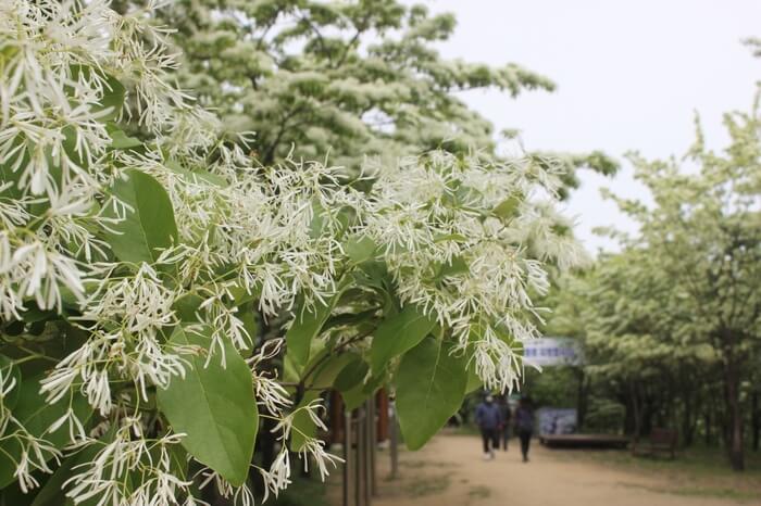 대구 달성 교항리 이팝나무 군락지