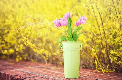 개나리 개화시기