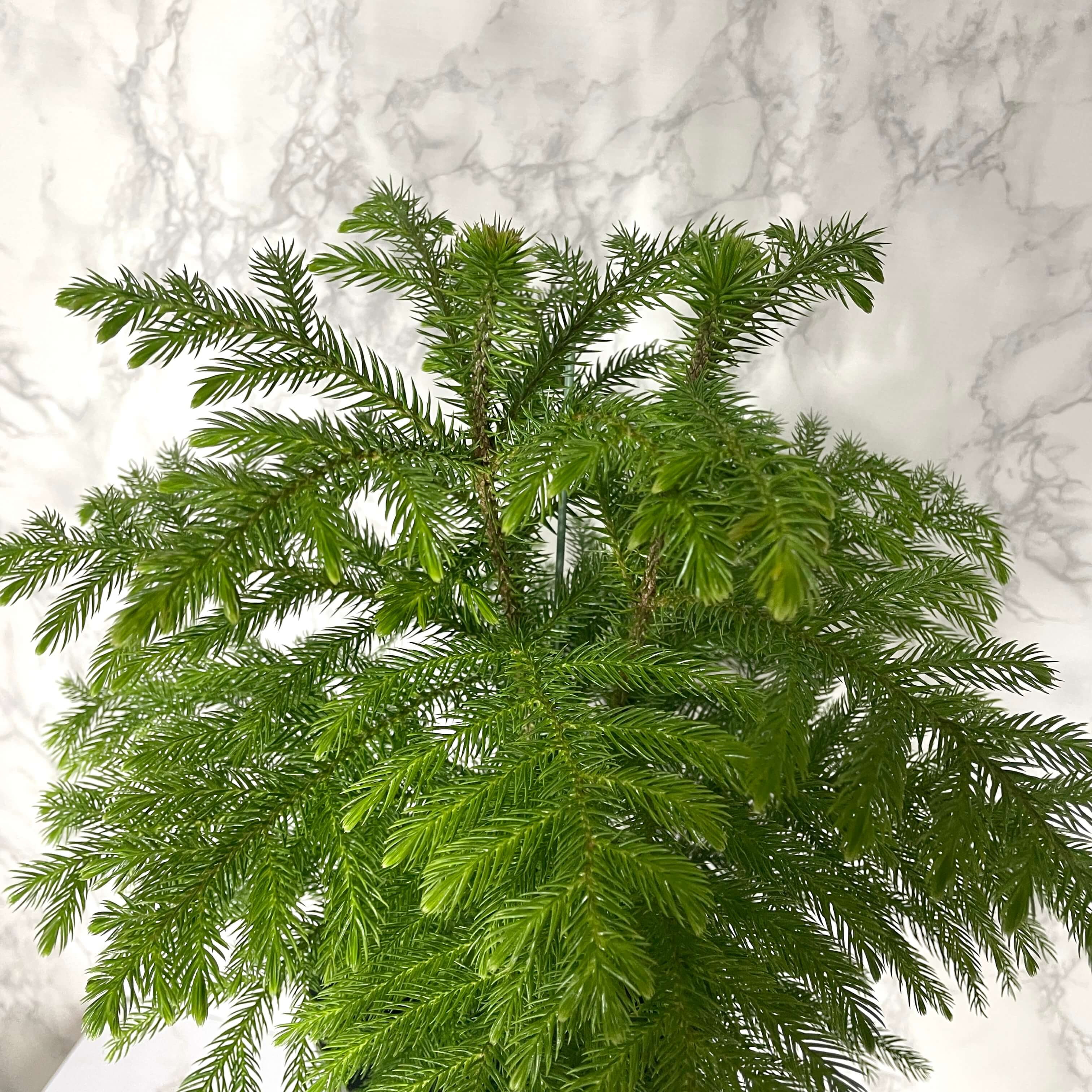 아라우카리아 키우기