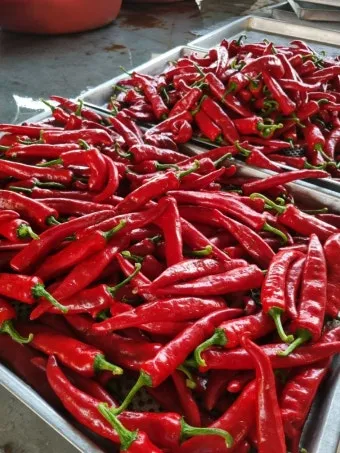 영양 고추 가격 시세 10근가격 현재 농산물 시세_7