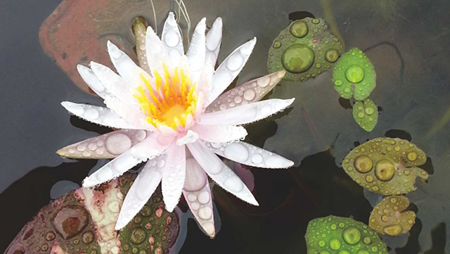 충북 옥천 천상의정원 수생식물학습원, 예약 필수 힐링 민간정원 총정리!