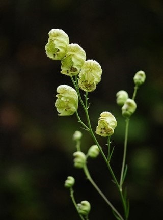 7월 19일 탄생화, 백부자 - 아름다움 속에 감춰진 강인함