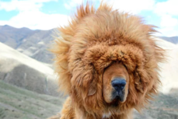 티베탄 마스티프 사진