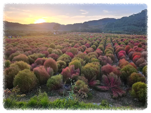 임진강 댑싸리공원