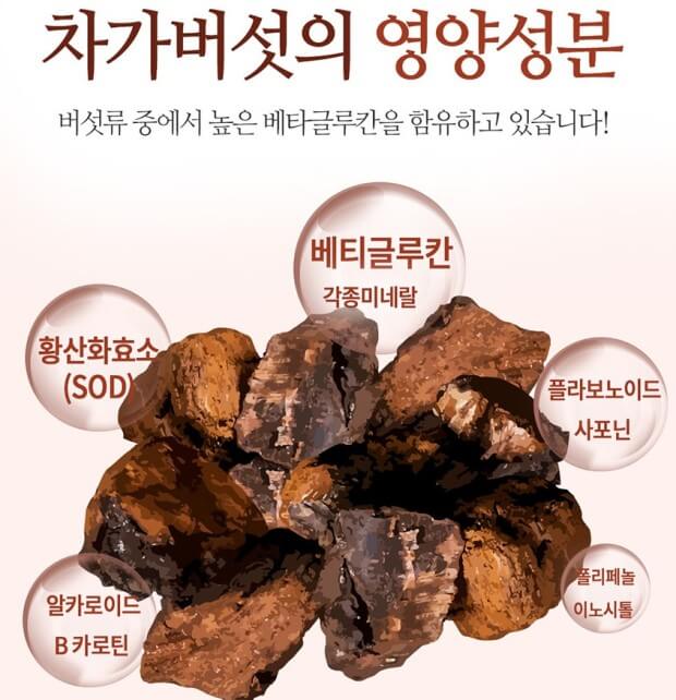차가버섯 효능 8가지 및 부작용과 적정 권장량 차가버섯 파는 곳