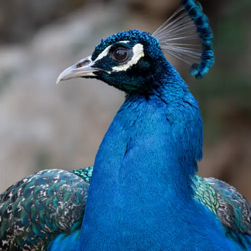 국민연금 조기수령