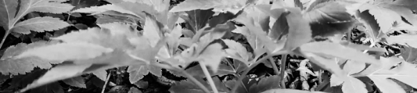 당귀 재배법: 밭 만들기 (거름주기)