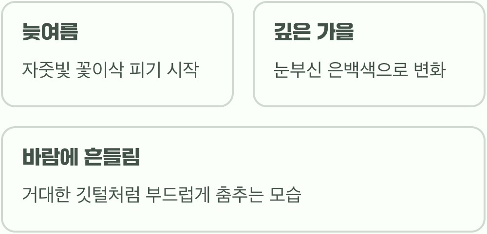 가을 정원의 주인공, 은빛 물결의 매력