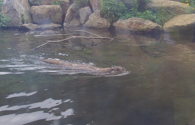 파로호 수달 헤엄