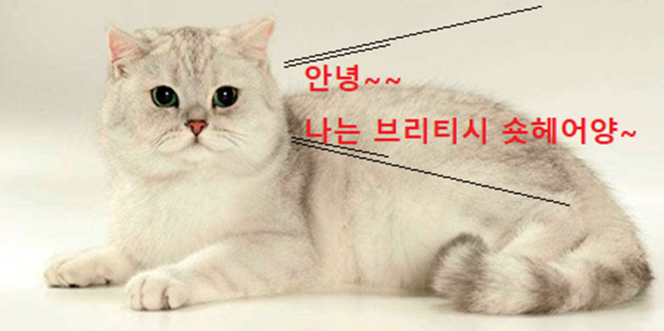 브리티시 숏헤어 고양이 이미지