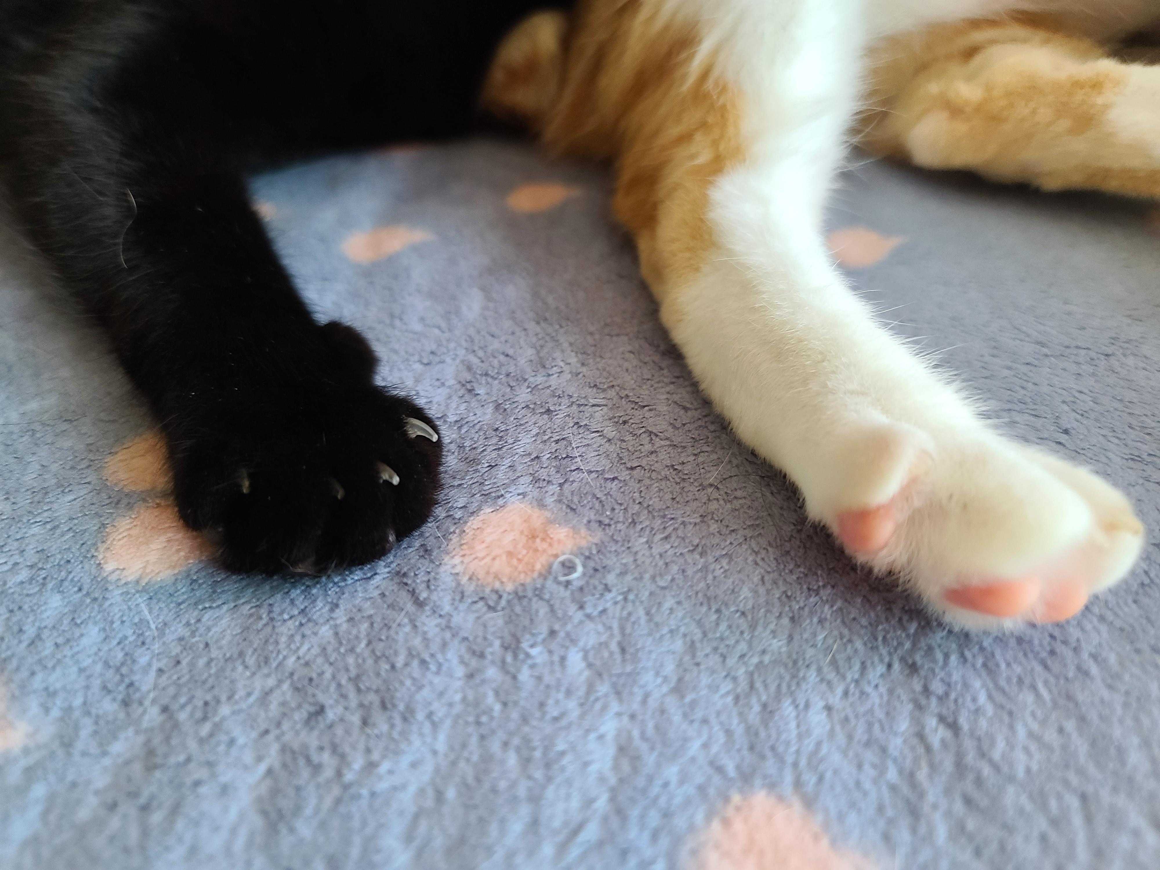 마음을 안아주는 고양이 호야.(feat.건이랑 브로맨스)