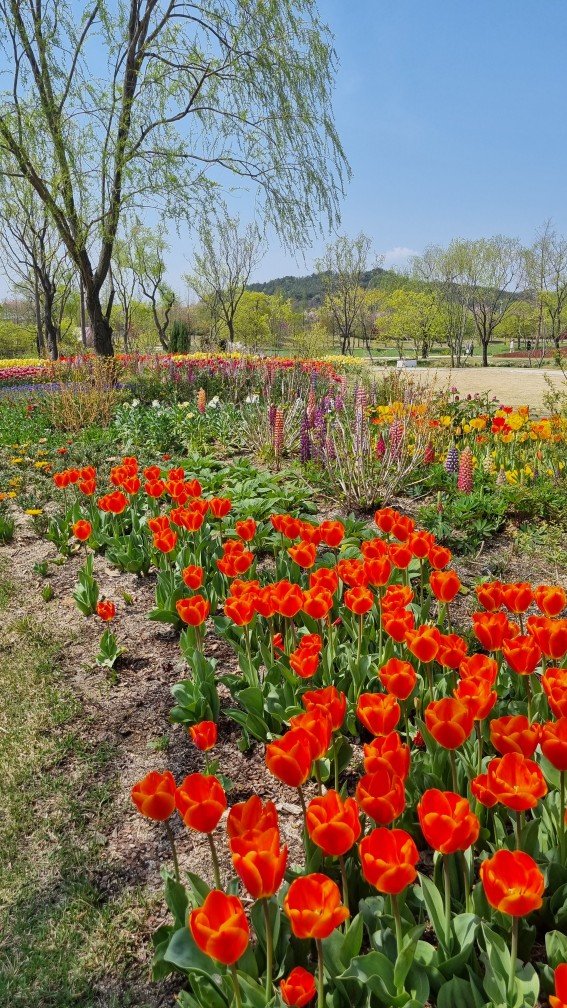 순천만국가정원 4월 튤립축제 포토존