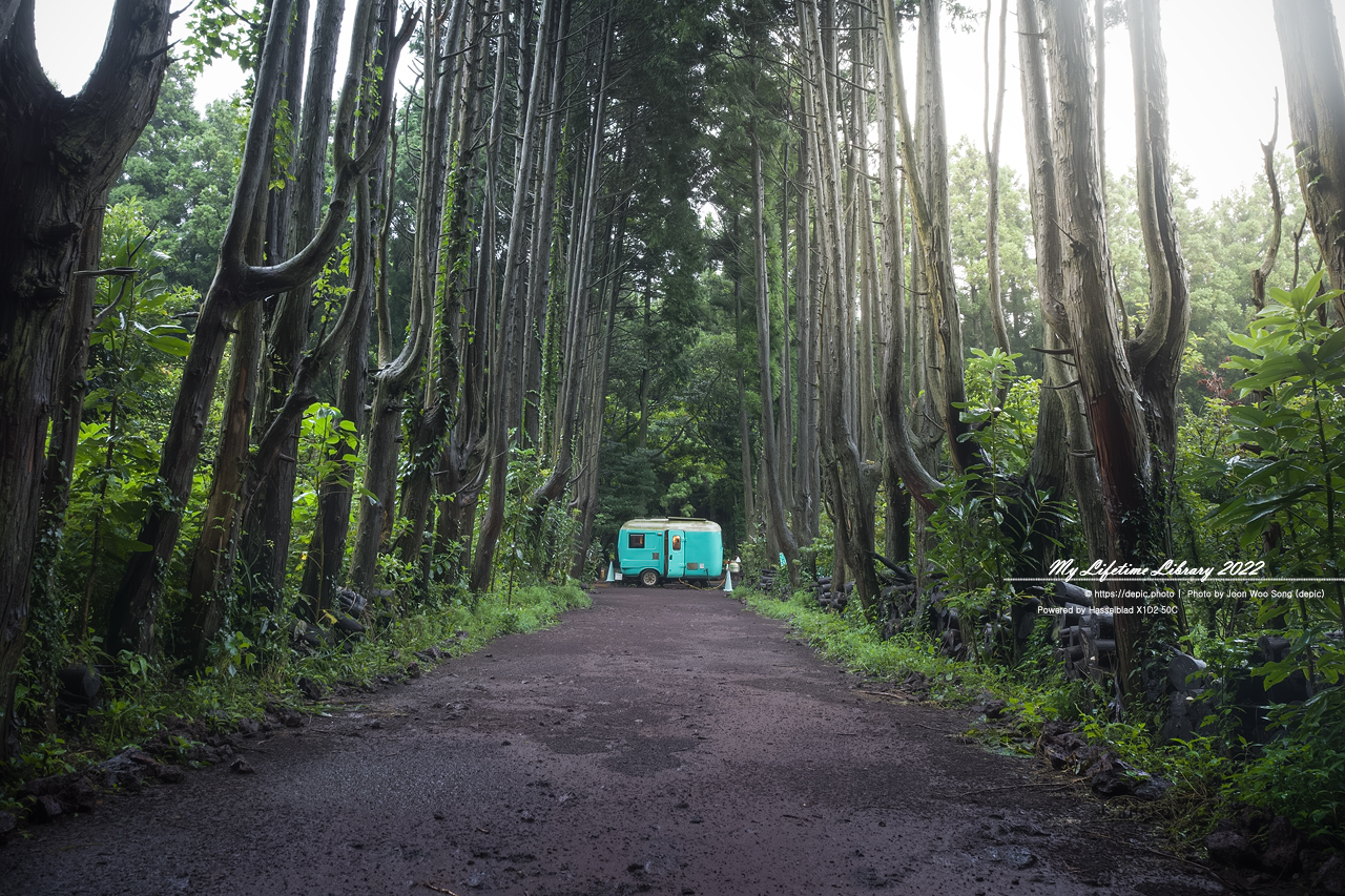 #제주 #비밀의숲 #2022제주여행