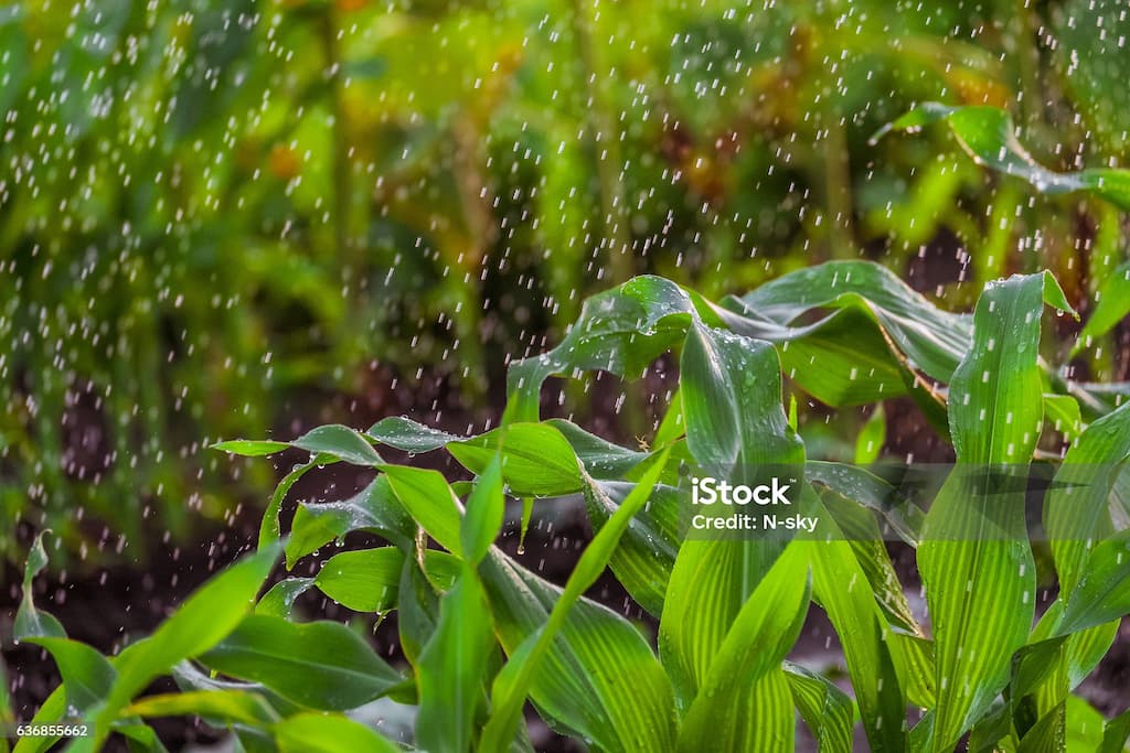 지구를 살리는 작은 습관, 빗물을 이용한 식물 관리법