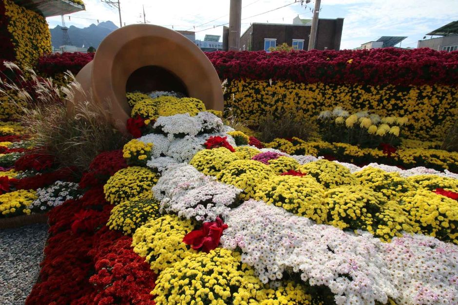 영암 월출산 국화축제