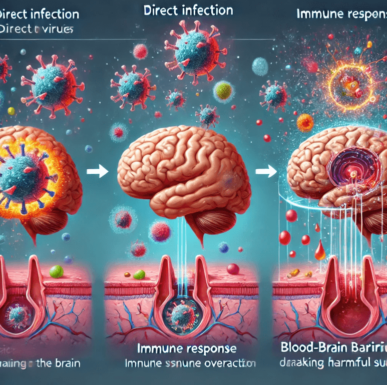 바이러스가 뇌에 영향을 미치는 방식 : 직접 감염, 면역 반응, 혈뇌 장벽 손상에 대한 이미지