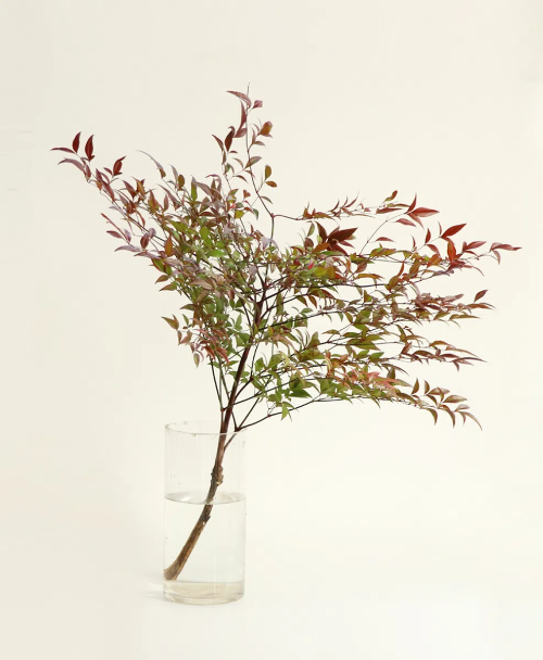 [정원수목]소형 정원에 딱 맞는 포인트 수목 추천 리스트