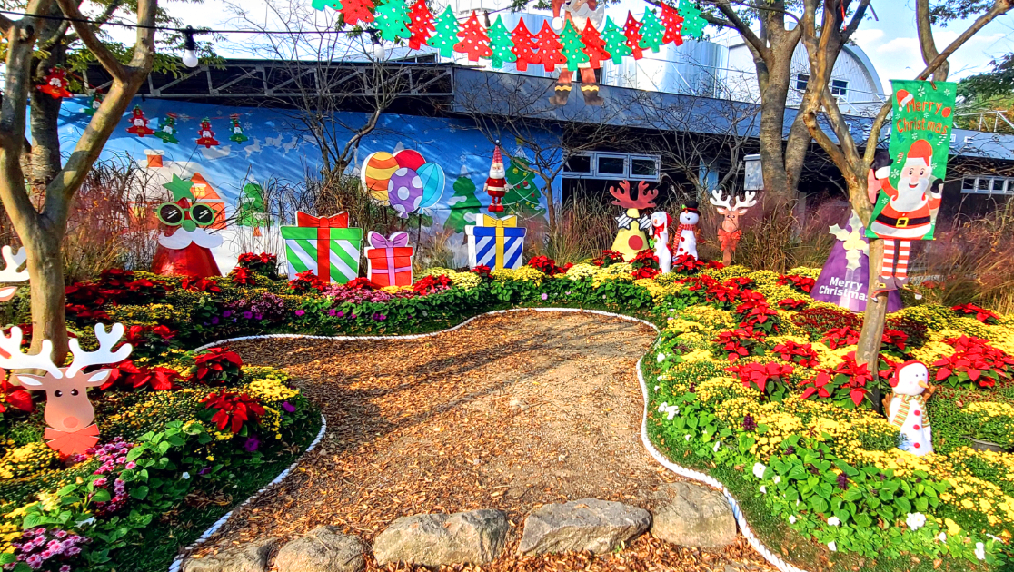 월출산 국화축제 크리스마스 풍경