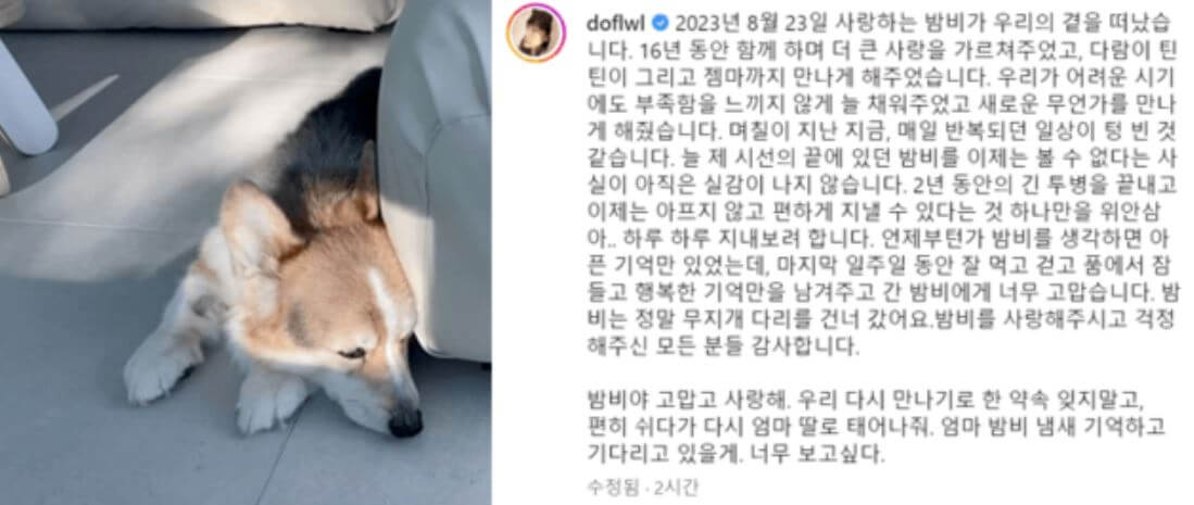 윤승아 김무열 부부 반려견 무지개다리