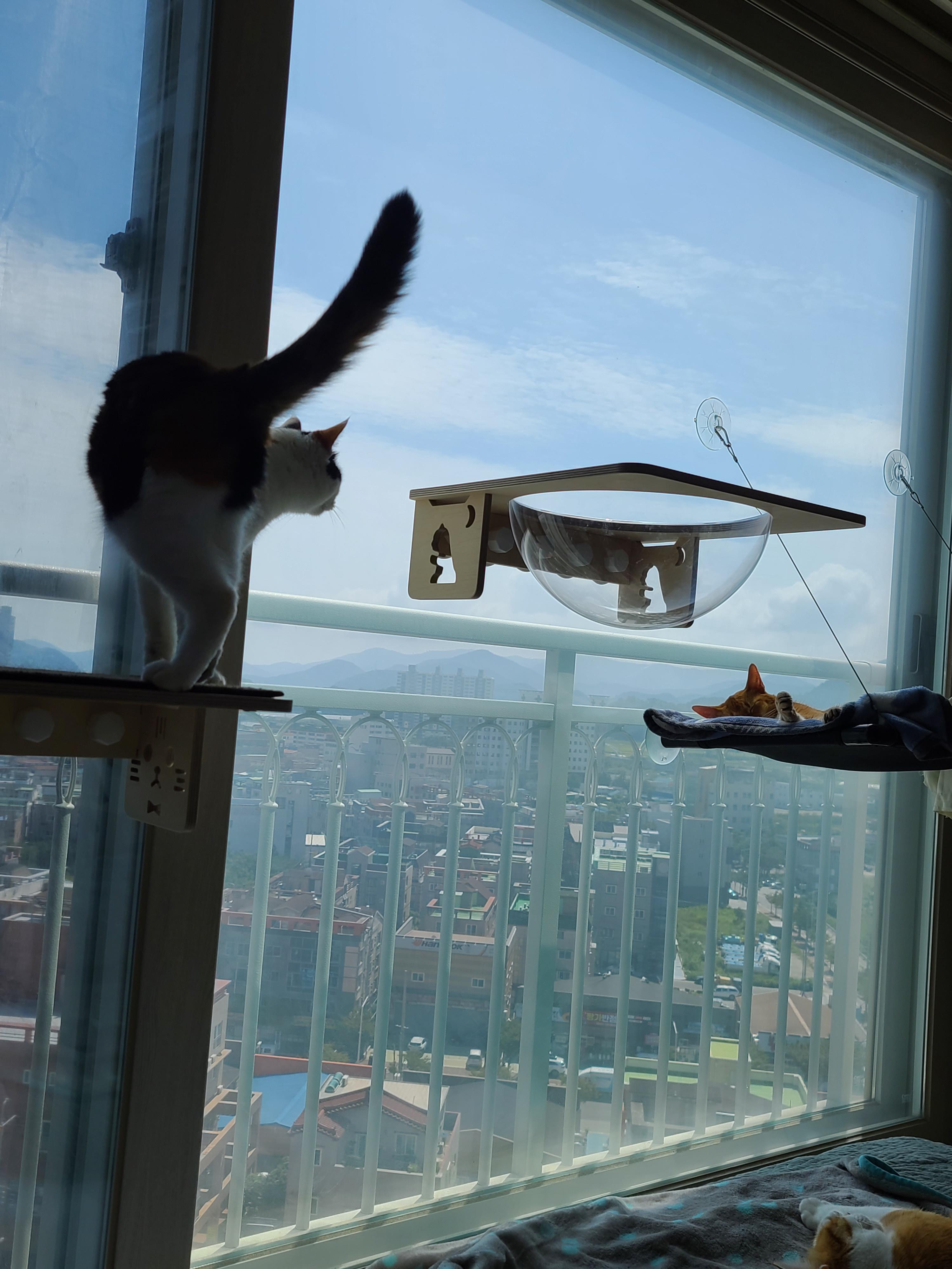 캣볼에서 여유롭게 창밖풍경 바라보는 고양이 (feat. 눌려진 핑크젤리)