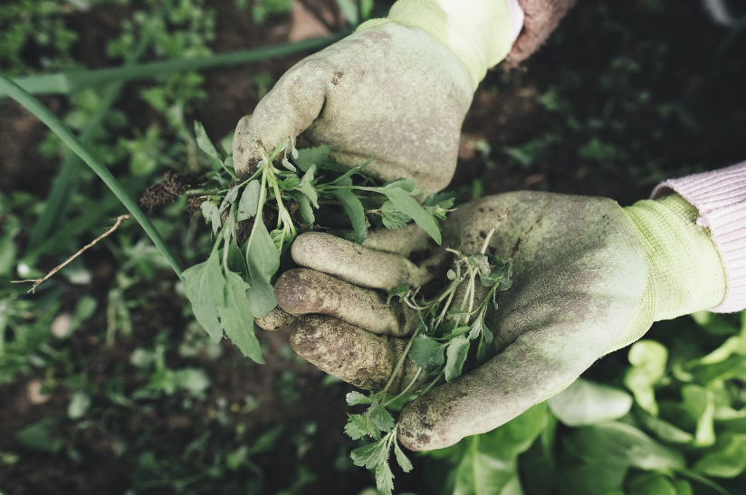 영화 위대한 작은 농장 관련 사진