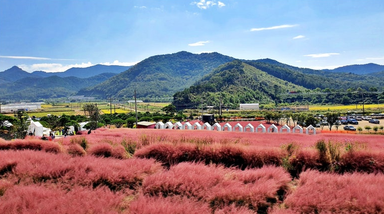 꽃객프로젝트 핑크뮬리