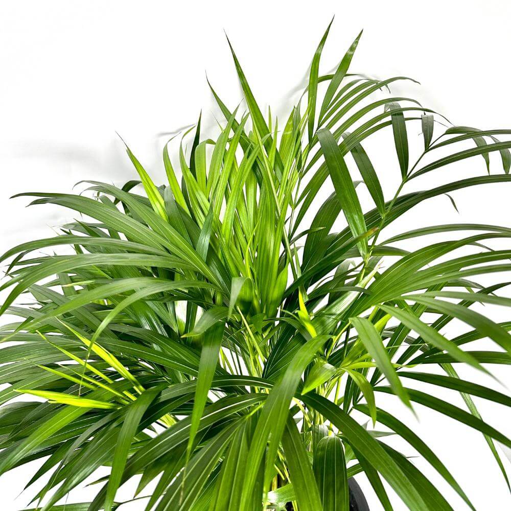 나사(NASA)선정 공기정화식물