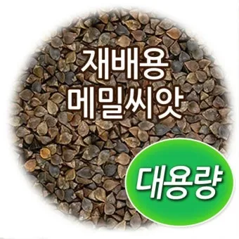 메밀 재배 파종 적기 배수 관리 비료 절감 요령_7