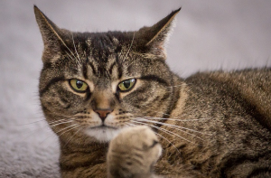 이쪽을 보는 고양이