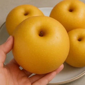 나주배 효능 특징 수확시기제철손질먹는방법나주배 보관 방법 안내_2