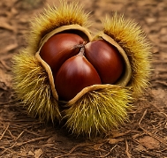 밤 효능