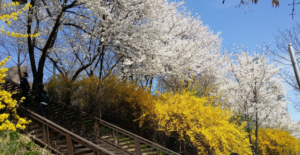 양재천 산책로 꽃 풍경 사진