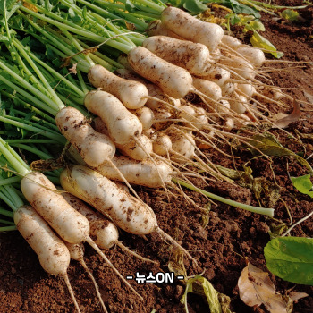 총각김치 맛있게 담는법