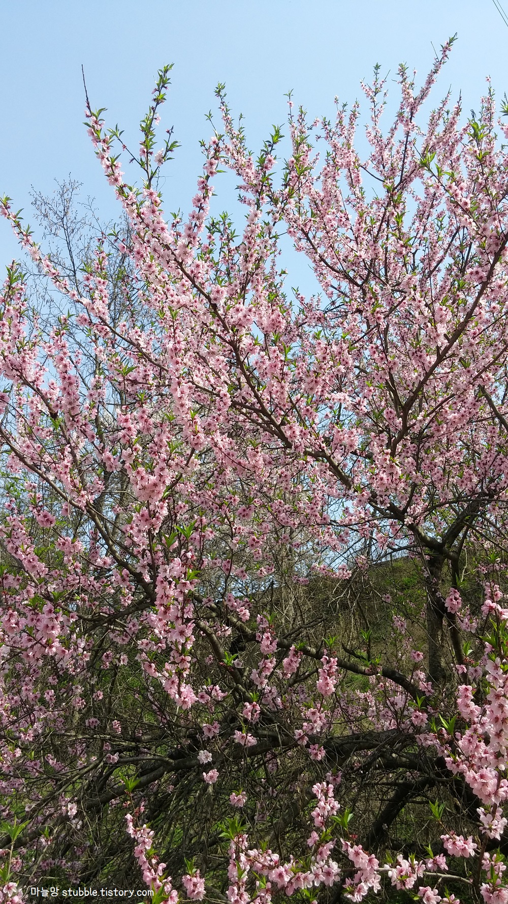 커다란 개복숭아 나무에 꽃이 주렁주렁 달려있다.