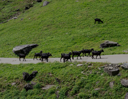 하늘마루 염소 목장 정보 안내