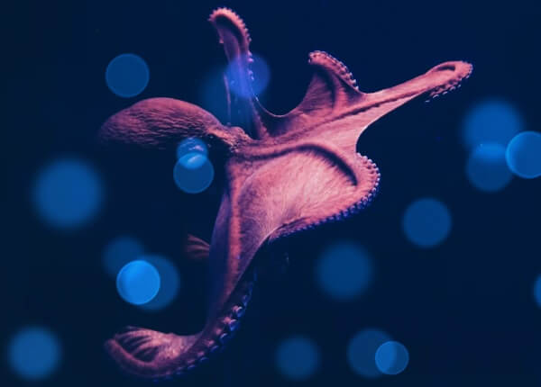 바다속을-헤엄치는-붉은문어