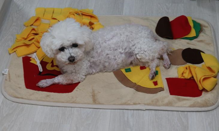 강아지-노즈워크-코담요